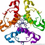 hormonas quema grasas