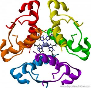 hormonas quema grasas